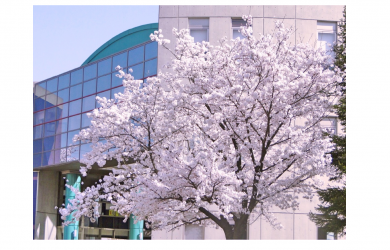 キャンパス桜