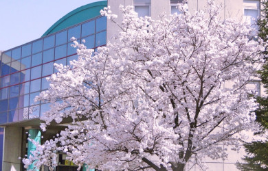 キャンパス桜